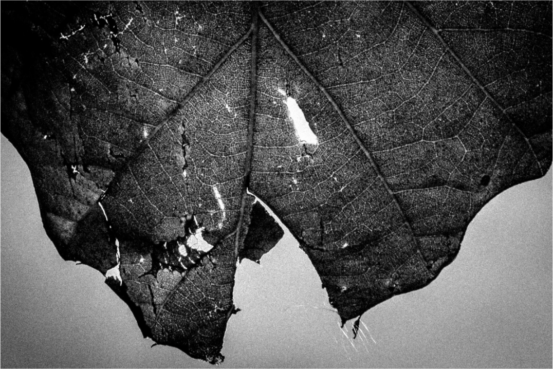 Main image Leaf on Hahnemuhle FineArt Pearl Paper