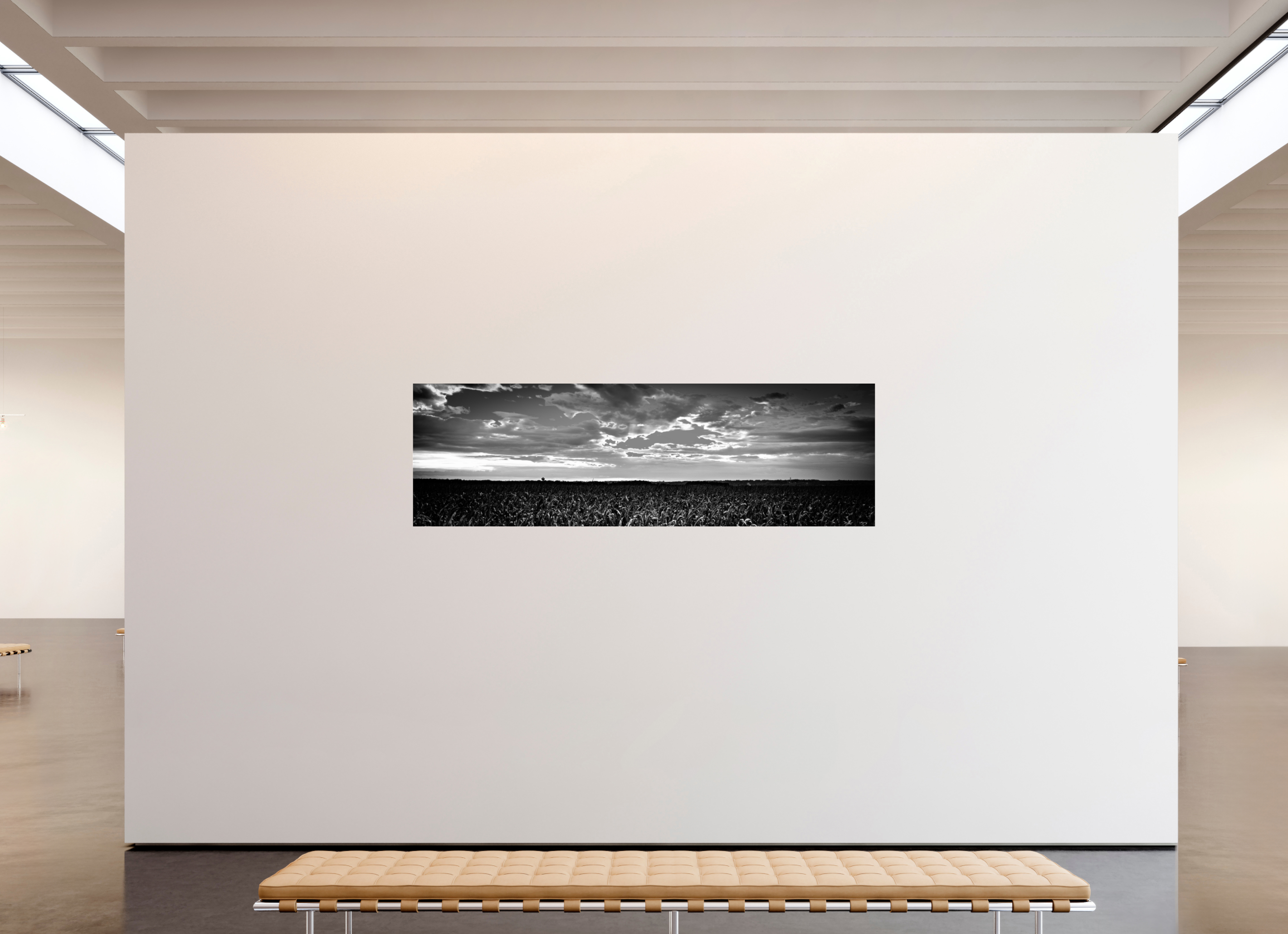 90.6 x 28″, Photo Print Under Acrylic Glass Cornfield Sunset on acrylic glass