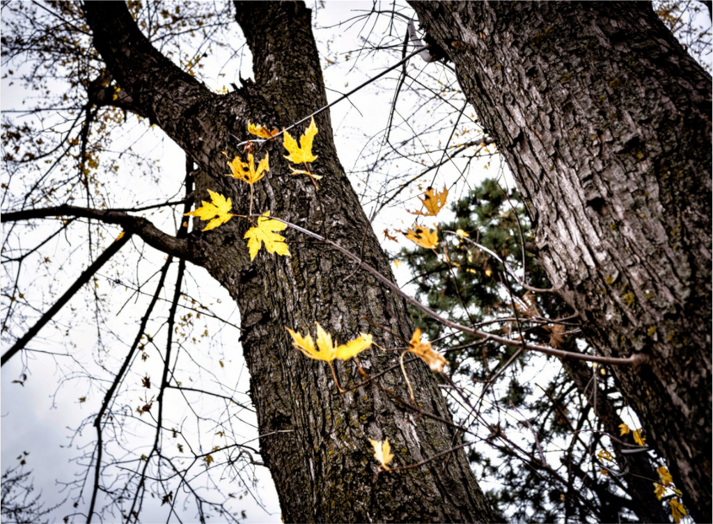 Main image The Last of Fall on Acrylic Glass