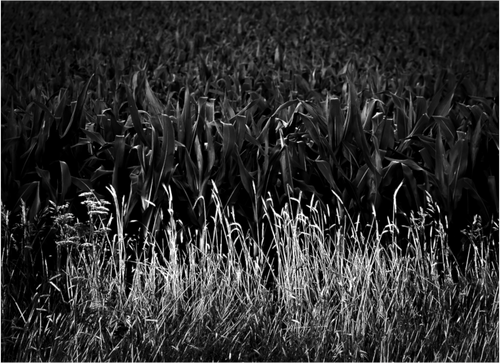Main image Corn and Grass