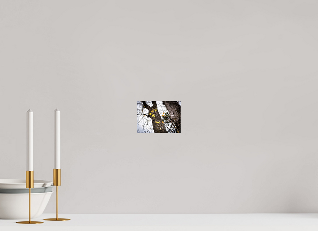 5.4 x 4″, Photo Print Under Acrylic Glass The Last of Fall on Acrylic Glass