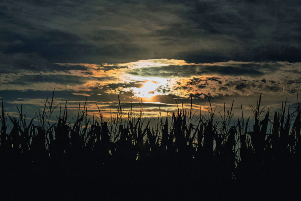 Main image Corn at Sunset on Hahnemuhle FineArt Pearl Paper