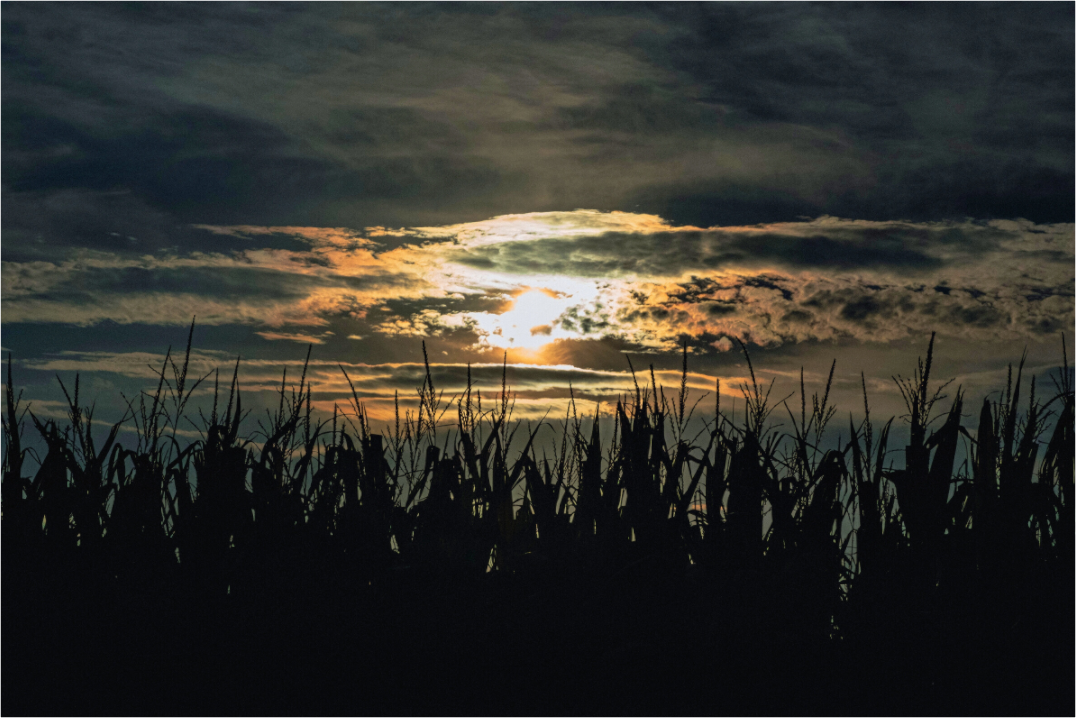 Main image Corn at Sunset on Hahnemuhle FineArt Pearl Paper
