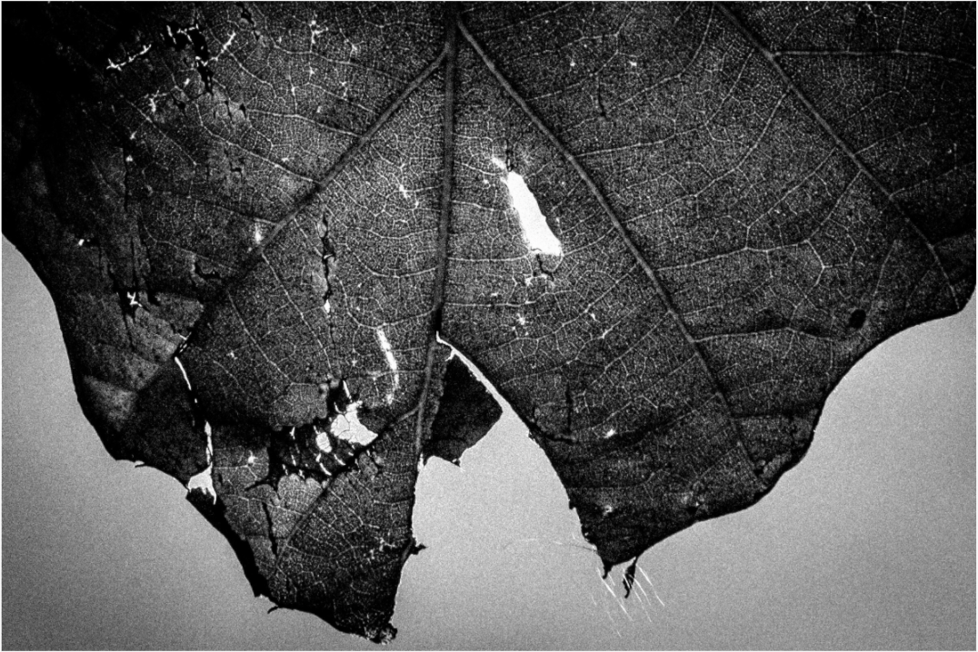 Main image Leaf on acrylic glass