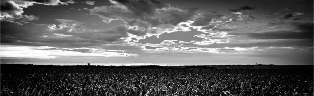 Main image Cornfield Sunset on acrylic glass