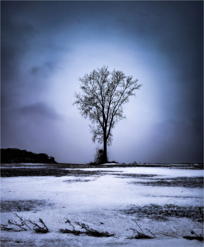 Main image Minnesota Tree on Hahnemuhle FineArt Pearl Paper