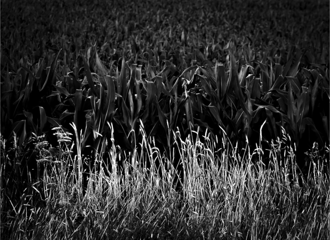 Main image Corn and Grass on Hahnemuhle FineArt Pearl Paper