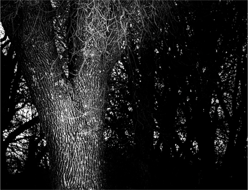 Main image Twilight Tree on acrylic glass