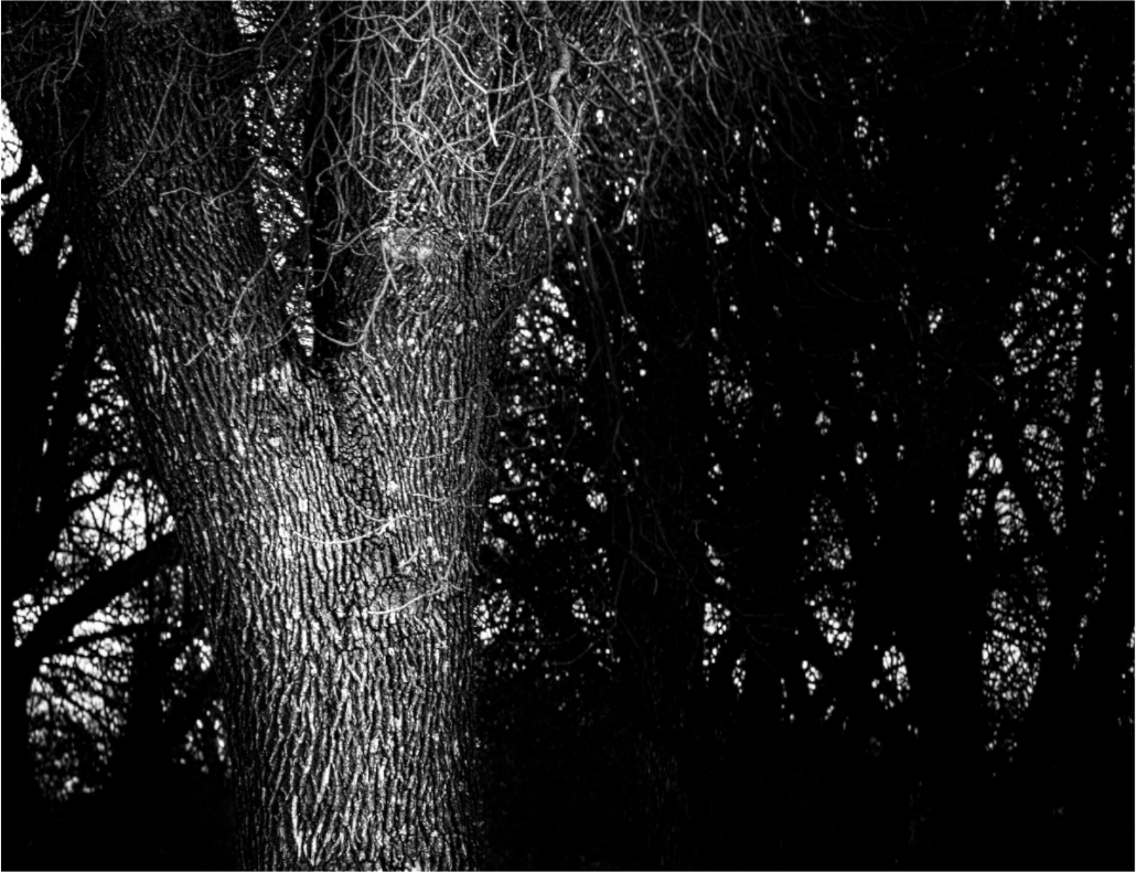 Main image Twilight Tree on acrylic glass